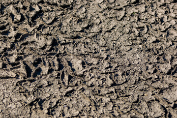 Curled Mud Background Texture