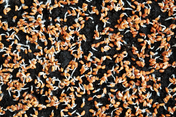 Close-up of watercress sprouts. Growing microgreens at home.