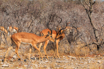 Fototapeta premium Springbok in natural habitat in Etosha National Park in Namibia.