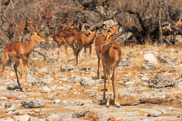 Naklejka na ściany i meble Springbok in natural habitat in Etosha National Park in Namibia.