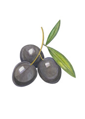 watercolor drawing of a black olive branch