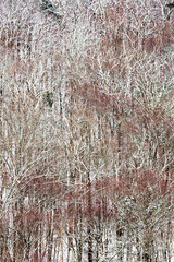 New snowfall on trees at Valley Falls Park in Connecticut.