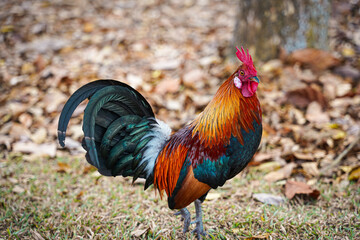 rooster in the grass