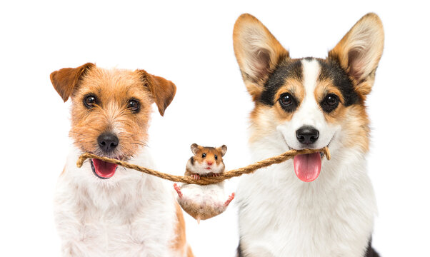 hamster and dog together on white background