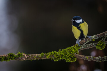 Great Tit on the banch in nature