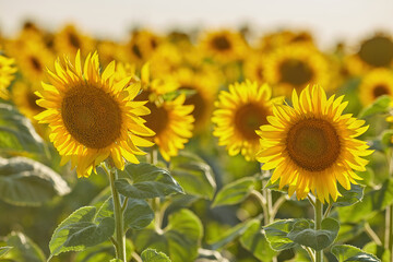 Sunflowers on a market and a little bumblebee. Selective focus