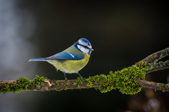 blue tit on the banch in nature park