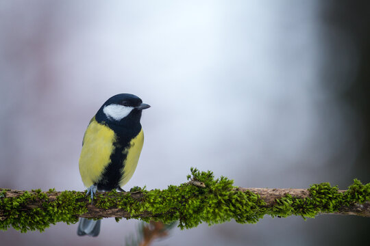 Great Tit on the banch in nature