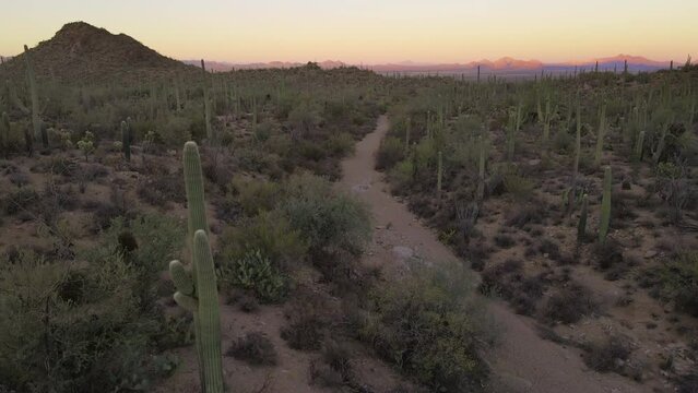 Arizona cactus desert landscape sunset aerial footage with saguaro and cholla cactus. 