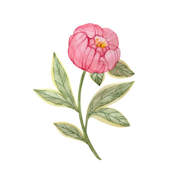 Pink peony flower hand drawn in watercolor and isolated on white background. Botanical stylized illustration of peony.