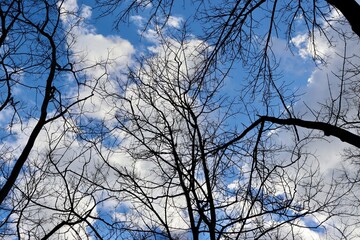 The bare tree branches with the sky and clouds.
