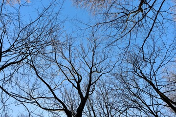 A view under the bare tree branches in the forest.