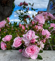 Climbing pink rose bush in full bloom next to a white fence.