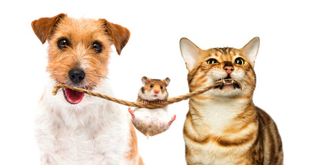 hamster and dog and cat together on white background