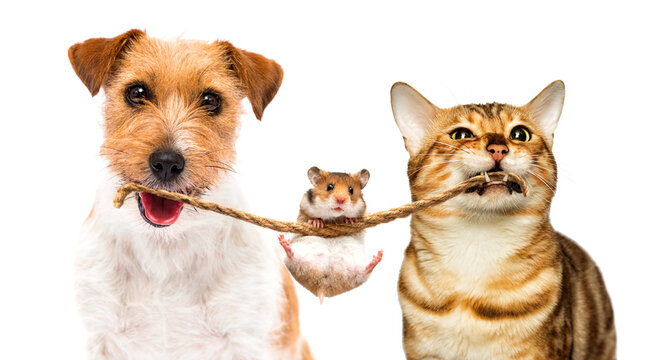 hamster and dog and cat together on white background