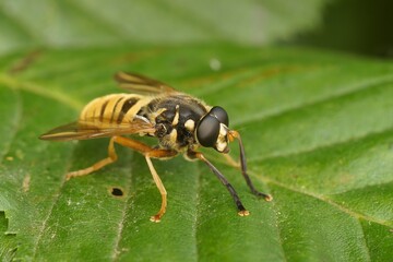Closeup on a yellow striped hoverfly, hoverfly Temnostoma vespiforme, trying to mimic the warning colors of a wasp , hornet