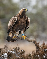 Young golden eagle on old branch in the bog