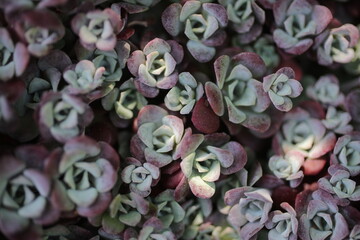 Purple stonecrop - Broadleaf or Colorado stonecrop - Sedum spathulifolium - Crassulaceae