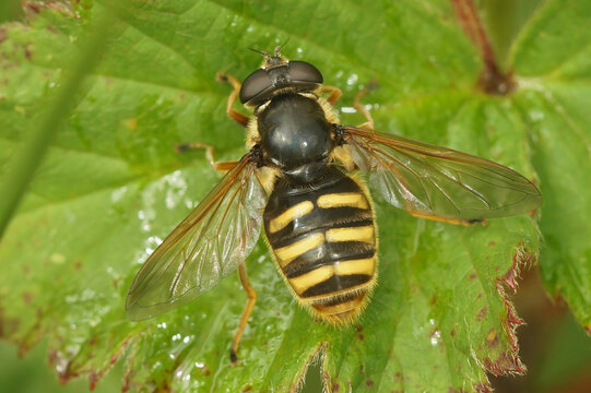 Close up the Yellow barred peat hover fly, Sericomyia silentis, Syrphidae, with spread wings on a green leaf