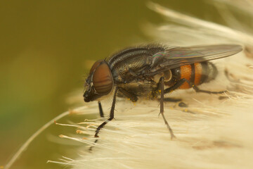 Natural closeup on the locust blowfly, Stomorhina lunata sitting in the vegetation in the garden