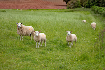 Fototapeta premium Sheep in the meadow.