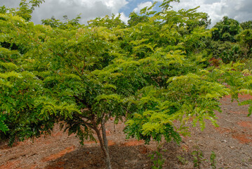 Pau-brasil tree, Caesalpina echinate, Paubrasilia echinate, it is a species of flowering plant in the legume family, Fabaceae, endemic to the Atlantic Forest. Brasília National Forest, Brazil, 2019