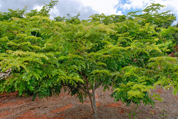 Pau-brasil tree, Caesalpina echinate, Paubrasilia echinate, it is a species of flowering plant in...