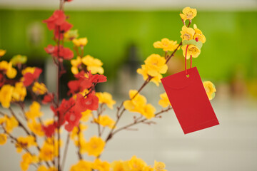 Small red lucky money envelope hanging on blooming apricot branches