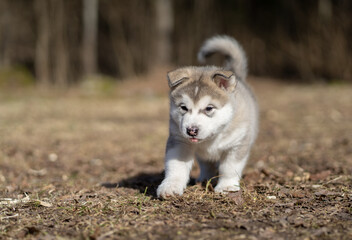 Alaskan Malamute Puppy Dog Running on the Grass. Young Dog