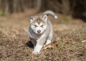 Naklejka na ściany i meble Alaskan Malamute Puppy Dog Running on the Grass. Young Dog