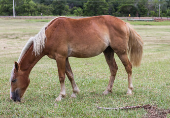 horse and foal