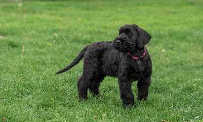 Young Black Riesenschnauzer or Giant Schnauzer dog on the grass.