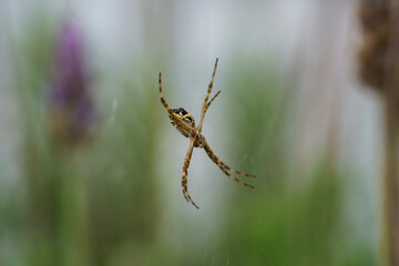 Argiope argentata spider on its web