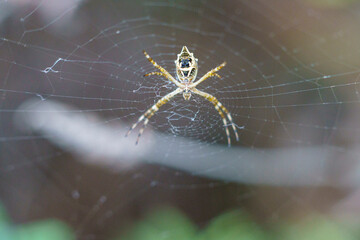 Argiope argentata spider on its web