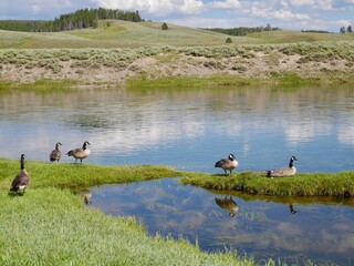 Duck family in Yellowstone National Park, Wyoming, USA.