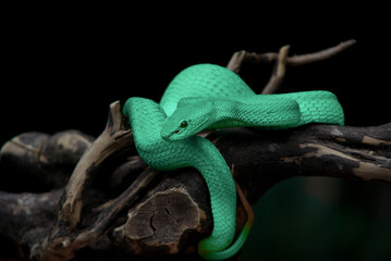 Blue insularis