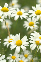 A field of white daisies and chamomiles, tender and with a vivid yellow middle