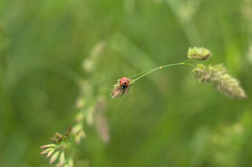 Close-up of a small red lady-bug on a stem of a long green grass