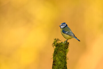 Blue Tit, Cyanistes Caeruleus, perched on a tree branch against a blurred background. Winter.