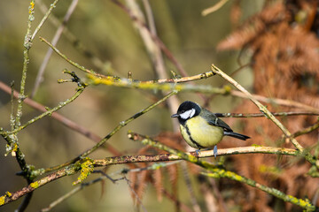 Blue Tit, Cyanistes Caeruleus, perched on a tree branch against a blurred background. Winter.