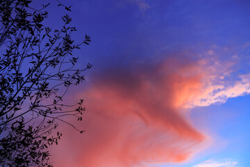 Pink cloud at sunset, branches silhouettes.