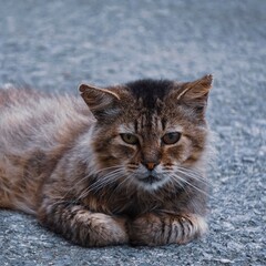 Fototapeta premium beautiful stray cat portrait looking at the camera