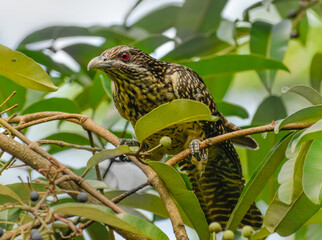 A female Asian Koel perching on a tree branch.