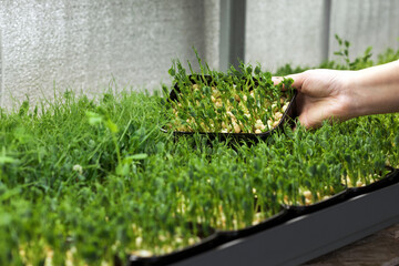 Woman agronomist showing a container of pea sprouts of micro greens in containers in homemade greenhouse. Microgreen farm as small business. Super food.