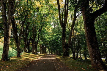 Fototapeta na wymiar Autumn park with large trees with green foliage. Belarus.