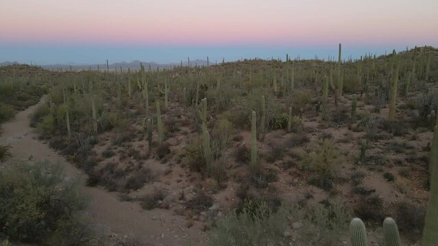 Arizona drone aerial overhead view of Saguaro cactus desert dawn mountain landscape