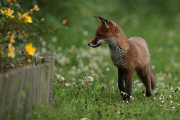 Fox cub.