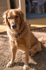 Golden retriever in the sun