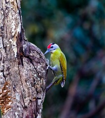 Streak throated woodpecker 