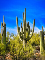 saguaro cactus in the desert